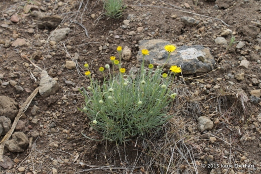 8. Desert Yellow Daisy, also called Lineleaf Fleabane (Erigeron linearis). Flagrantly yellow amidst monotonous grasses and stones.